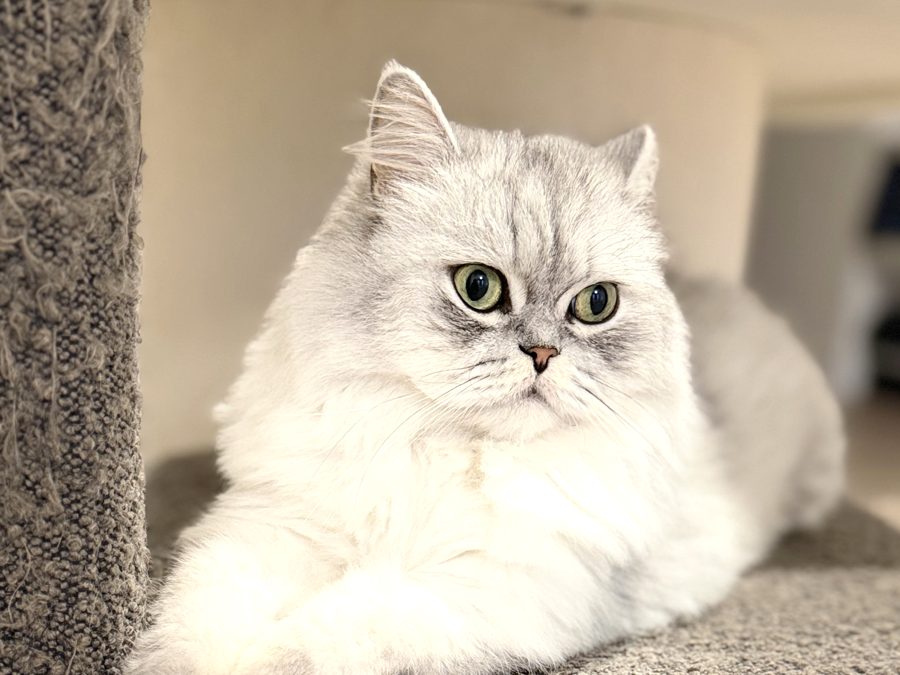 Silver cat lounging calmly on a cat tree